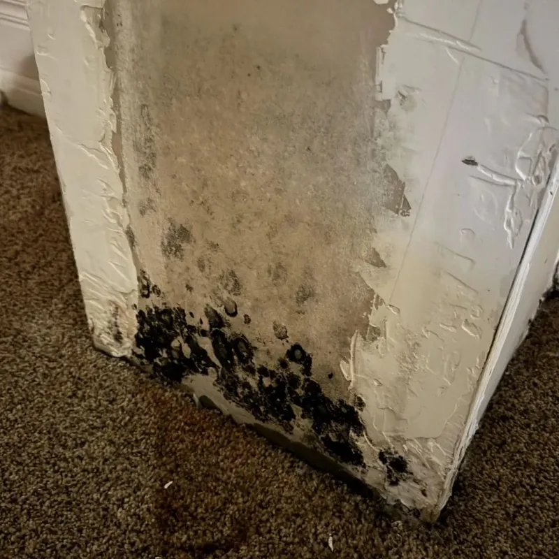 Professional Mold Removal in Hidalgo County, NM